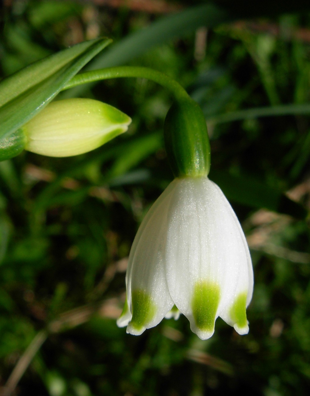 Leucojum aestivum L. subsp. pulchellum (Salisb.) Briq.